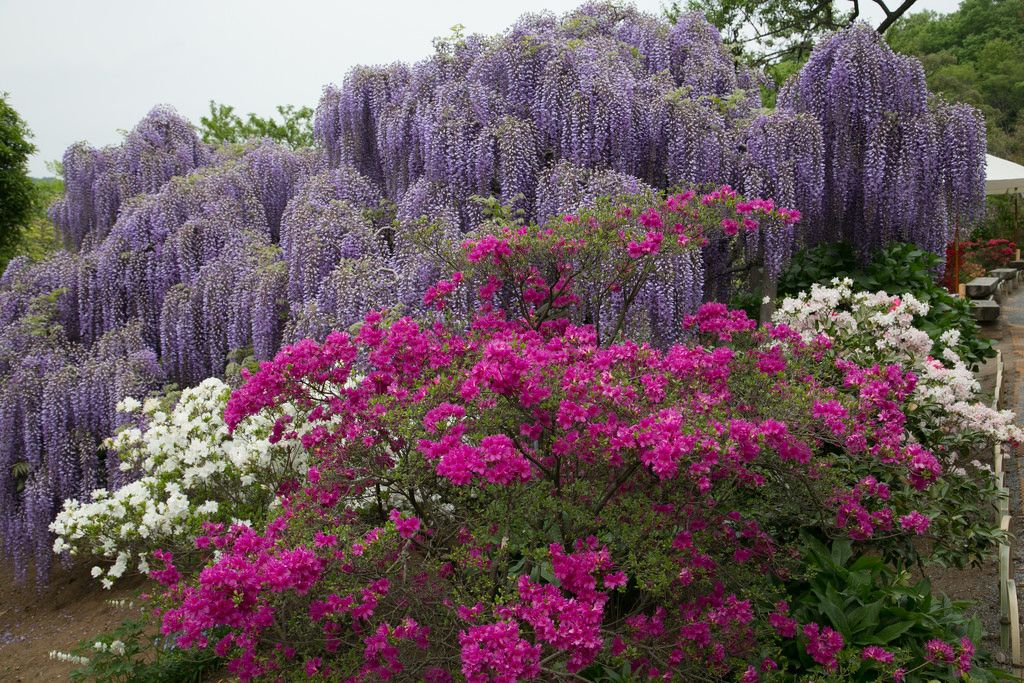 ashikaga flower park7 Amazing Ashikaga Flower Park, Japan