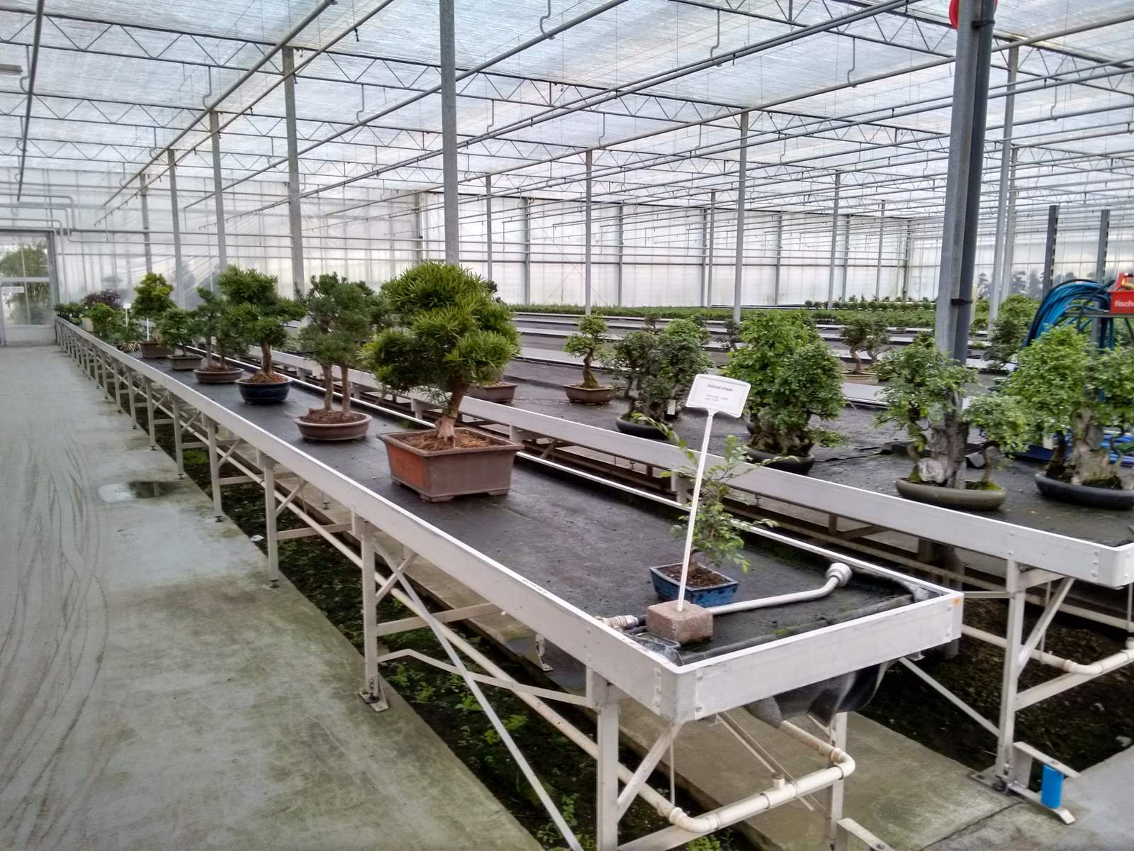 bonsai lodder1 Bonsai Lodder   One of the Largest Bonsai Store in the World, Netherlands