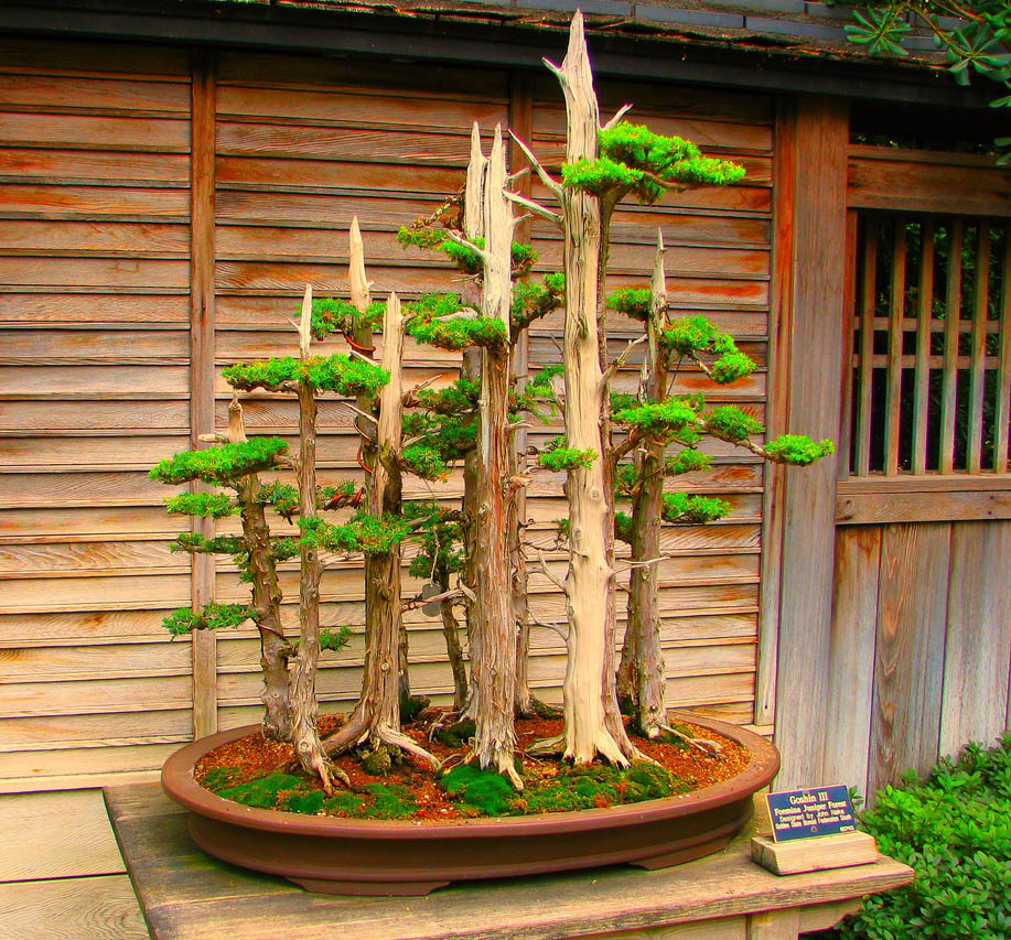 bonsai tree2 What is a Bonsai Tree ?