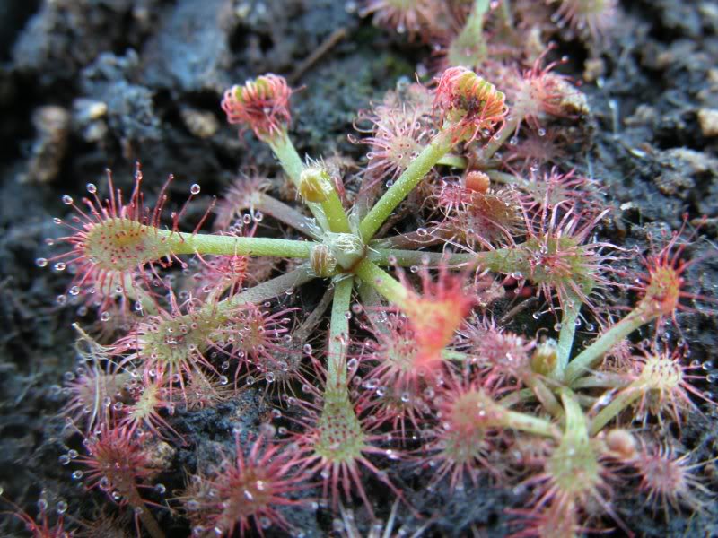 drosera1 Drosera Oblanceolata Carnivorous Plant