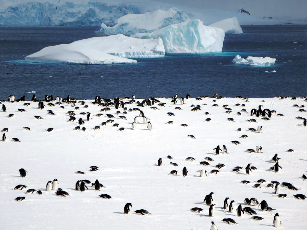 antarctica2 A Land of White   Cuverville Island, Antarctica by David Stanley