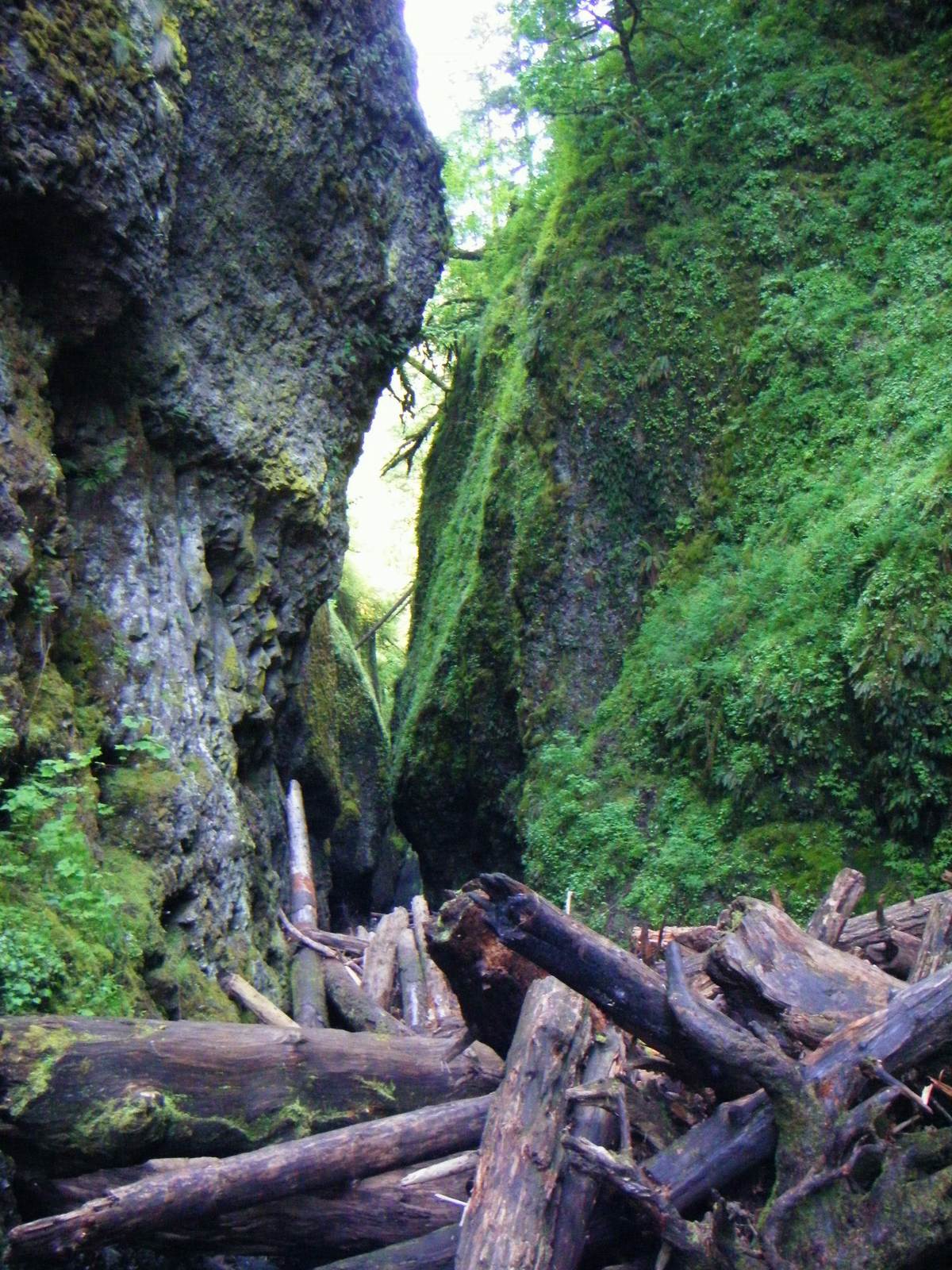 oneonta5 Oneonta Gorge Hike, Oregon