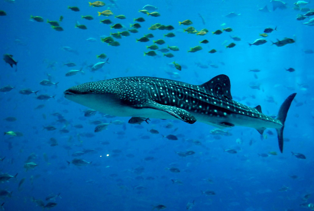whale shark1 Whale Shark The Worlds Biggest Fish