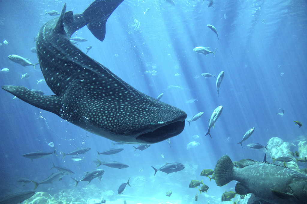 whale shark2 Whale Shark The Worlds Biggest Fish