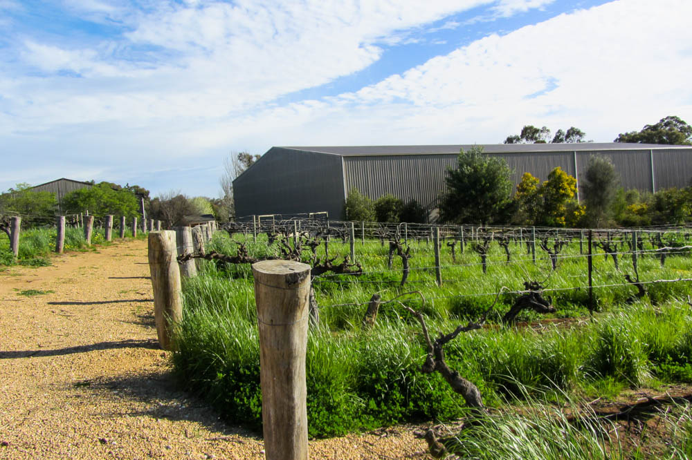 wine path Wine Path at Barossa Valley, Australia