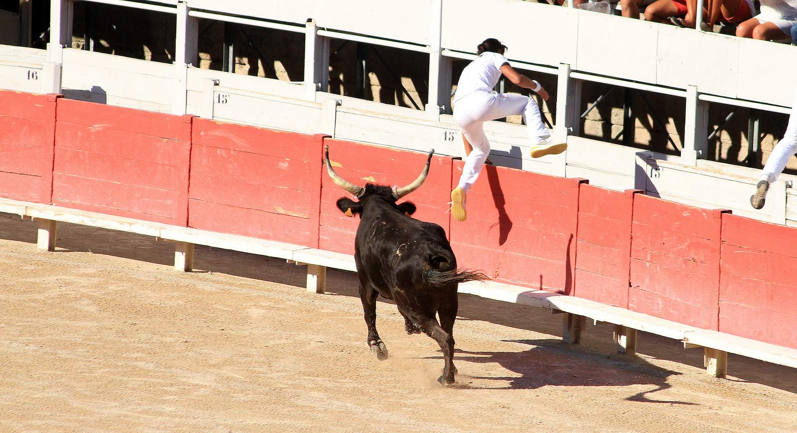 arles4 Bull Fighting in Arles Arena