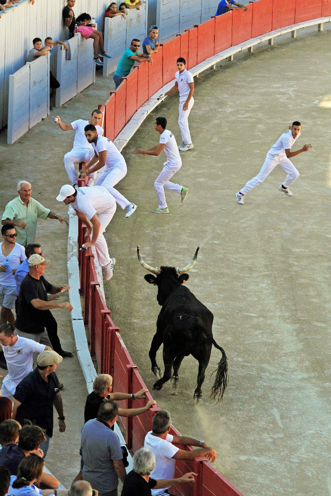 arles8 Bull Fighting in Arles Arena