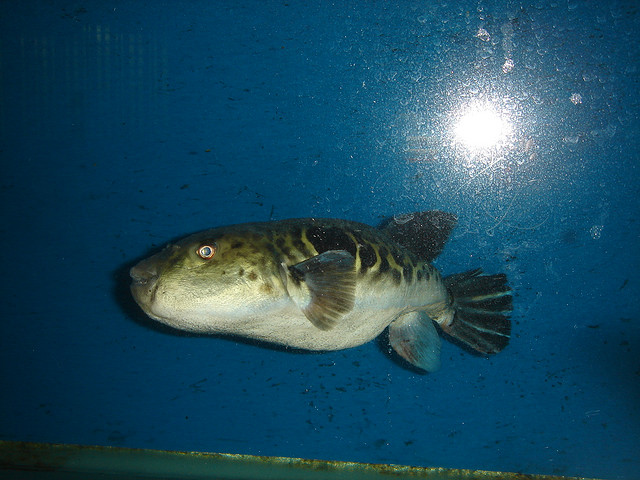 puffer fish10 Pufferfish Aka Fugu   Fish That Can Kill You