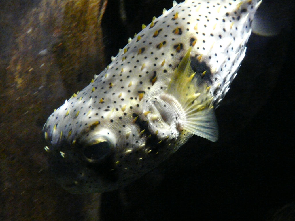 puffer fish7 Pufferfish Aka Fugu   Fish That Can Kill You