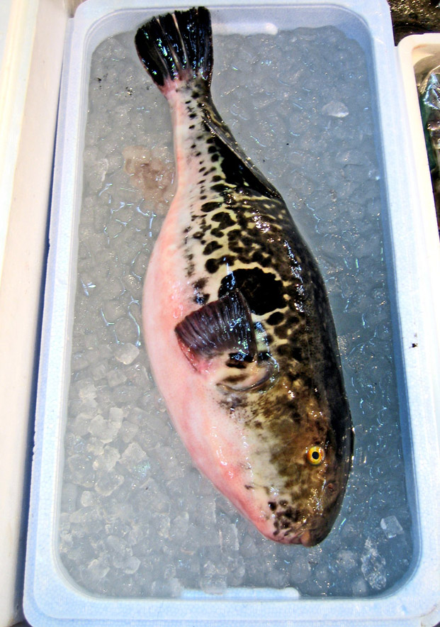 puffer fish9 Pufferfish Aka Fugu   Fish That Can Kill You