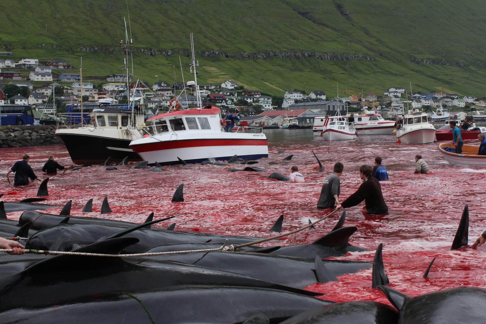 whaling Whale Drive at Faroe Islands