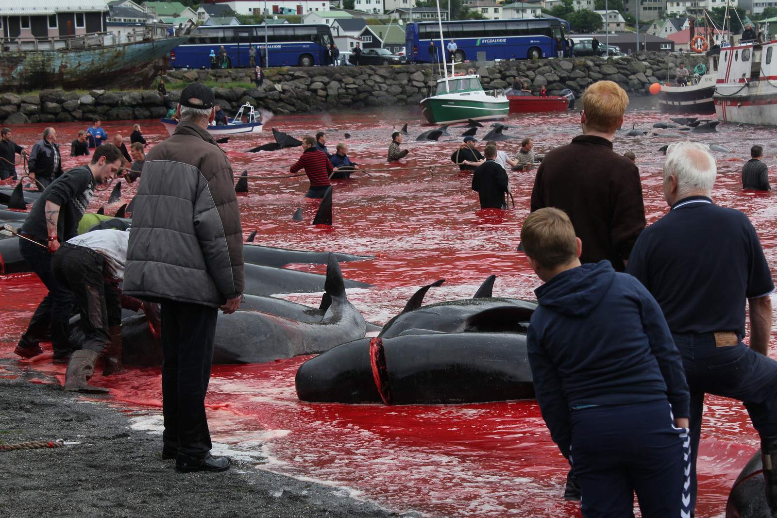 whaling2 Whale Drive at Faroe Islands