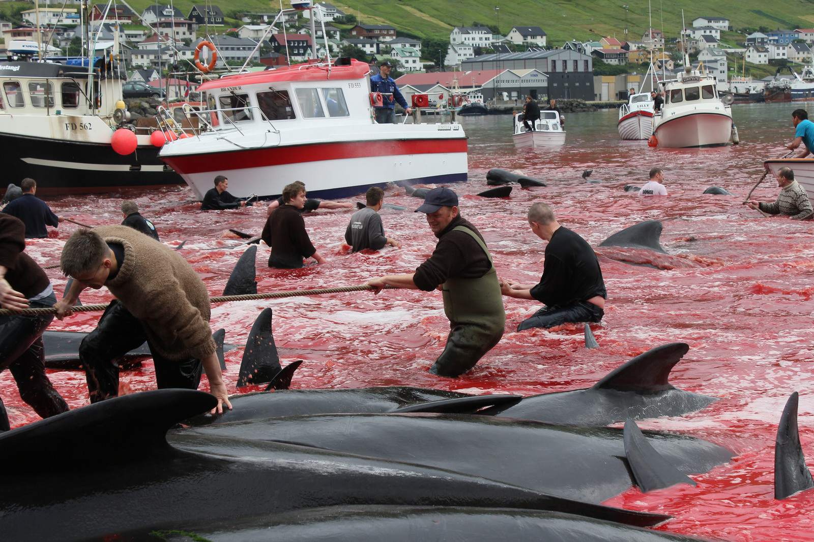 whaling5 Whale Drive at Faroe Islands