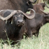Cape Buffalo – Half a Ton of Pot Roasts