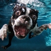 Cute Dogs Underwater by Seth Casteel