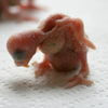 Parakeet Baby As Naked Creature