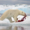What Do Polar Bears Eat ?