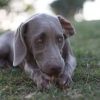 Weimaraner – The Right Dog for You