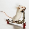Funny Mouse Pictures