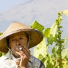Tobacco Ready for Harvest in Central Java