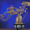 What is a Bonsai Tree ?