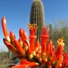 Desert Botanical Garden at Papago Park, Phoenix