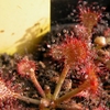 Drosera Oblanceolata Carnivorous Plant