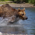 Bear Fishing Near Kurilskoye Lak...