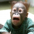 Funny Monkey Face Pics