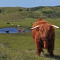Highland Cattle with Long Wavy C...