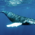 Humpback Whales – Explorin...