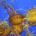 Jellyfish Extremely Scary Creatu...