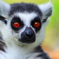 The Most Recognized Lemur Catta