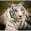 The Myth Of White Tiger