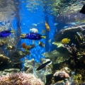 Welcome to Waikiki Aquarium