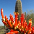 Desert Botanical Garden at Papag...