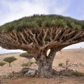 Dragons Blood Tree at Socotra Is...