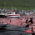Whale Drive at Faroe Islands